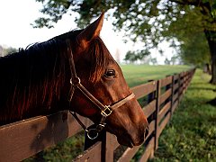 Thoroughbred Profile